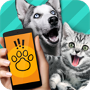 Pet Translator正版下载 v1.1 安卓版